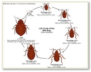 bed bugs eggs, bed bugs bites, bed bugs heat treatment, Bed Bugs Bites NJ, Bed Bugs Bites, Bed Bugs NJ, Bed Bugs