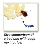 heat kills bed bug eggs, Bed Bug Treatment NJ