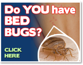 how to get rid of bed bugs brooklyn, how to get rid of bed bugs queens