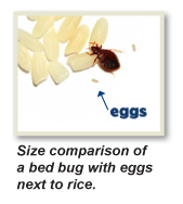 heat kills bed bug eggs, Bed Bugs Treatment NJ, Bed Bugs Treatment NY, Bed Bugs Treatment CT, Bed Bugs Treatment PA, Bed Bugs Treatment IA